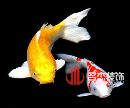 辦公室裝修風水之養(yǎng)殖金魚.jpg